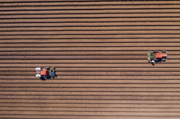 Aerial view of farmers working in a field gathering crops for consumers