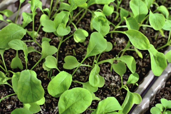 Arugula seedlings close up growing on the windowsill in a plastic box