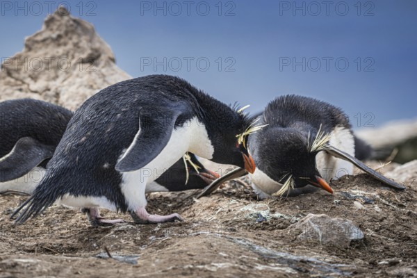 Rockhopper penguin (Eudyptes chrysocome), breeding pair at the nest, Pebble Island, Falkland Islands, Great Britain, South Atlantic, South America