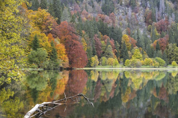 Reflection of colourful autumn trees in a calm lake, Feldsee, Black Forest, Germany, Europe