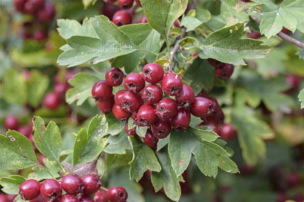 Common hawthorn (Crataegus monogyna), Forest Botanical Garden, Tharandt, Saxony, Germany, Europe
