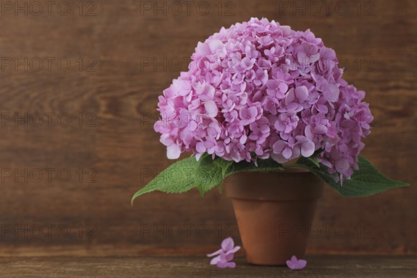 Blossoming pink hydrangea in pot on the wooden background
