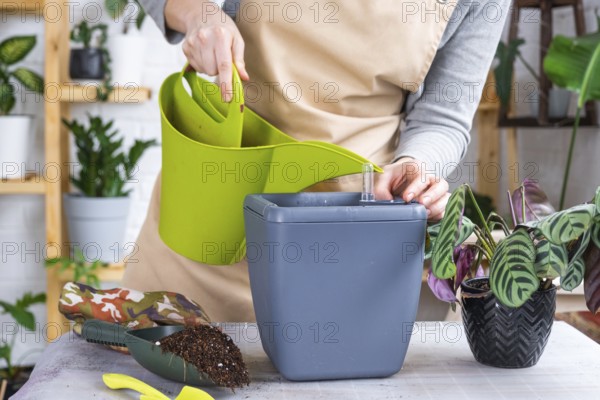 Pot for plants with automatic watering, transplanting Calathea into a double pot, watering from a watering can, assembling a water tank