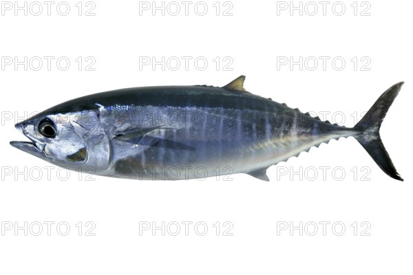 Bluefin tuna isolated on white Thunnus thynnus saltwater fish