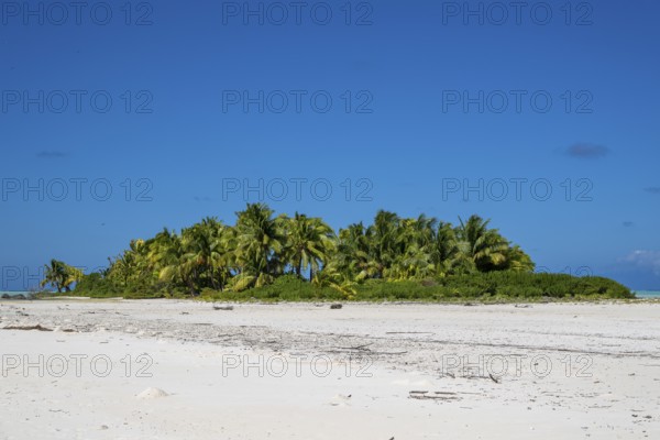 Coconut palm (Cocos nucifera), grove on Motu, Tetiaroa, atoll, Marlon Brando Island, French Polynesia, Society Islands, Leeward Islands, Oceania