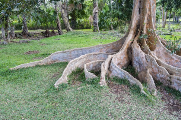 Taproots, roots, fig tree (Ficus cordifolia) Sir Seewoosagur Ramgoolam Botanical Garden, SSR Botanical Garden, also Pamplemousses Botanical Garden, botanical garden, Indian Ocean, island, Mauritius, Africa