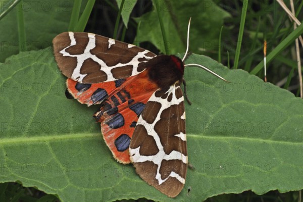 Garden tiger moth (Arctia caja)
