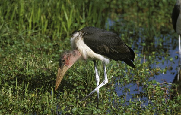 MARABOU STORK (leptoptilos crumeniferus), ADULT LOOKING FOR FOOD IN SWAMP, TANZANIA