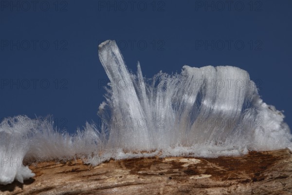 Hair ice fruiting bodies white wavy ice needles on branch in front of blue sky