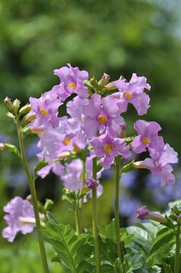Outdoor, Garden Gloxia, Garden Gloxia (Incarvillea delavayi) (Incarvillea delava), Garden Gloxia, Outdoor Gloxia