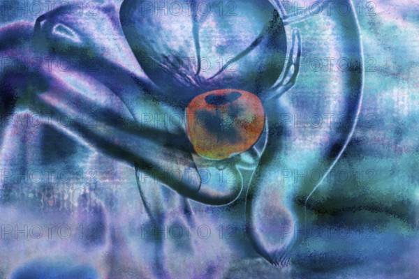 The prostate gland forms the seminal fluid in the male and lies inside