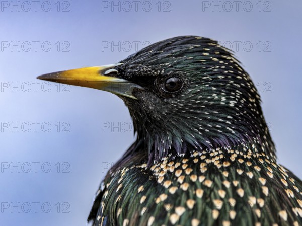 Starling (Sturnus vulgaris) in spring plumage, close-up, Hochrhein, Baden-Württemberg, Germany, Europe