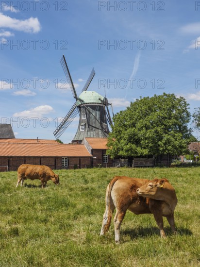 Cows on a pasture with a windmill and farm buildings in the background, südlohn, münsterland, germany