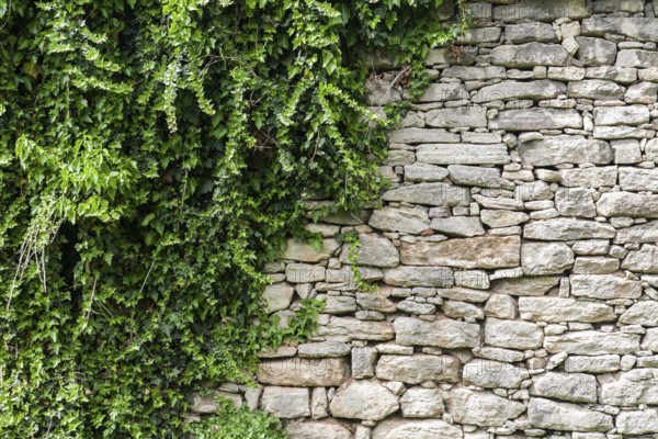 Old stone wall with ivy as background