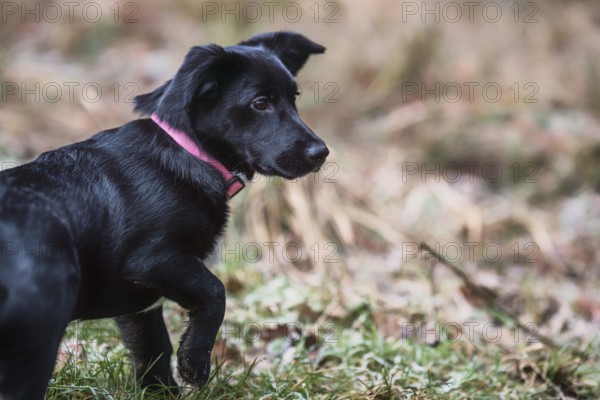Little black dog playing on the grass. Little crossbreed dog