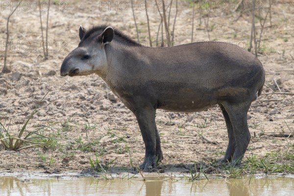 Lowland tapir (Tapirus terrestris), Pantanal, inland, wetland, UNESCO Biosphere Reserve, World Heritage Site, wetland biotope, Mato Grosso, Brazil, South America