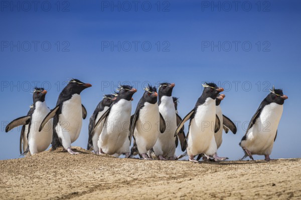 Rockhopper penguins (Eudyptes chrysocome) on the way to their colony, Pebble Island, Falkland Islands, Great Britain, South Atlantic, South America