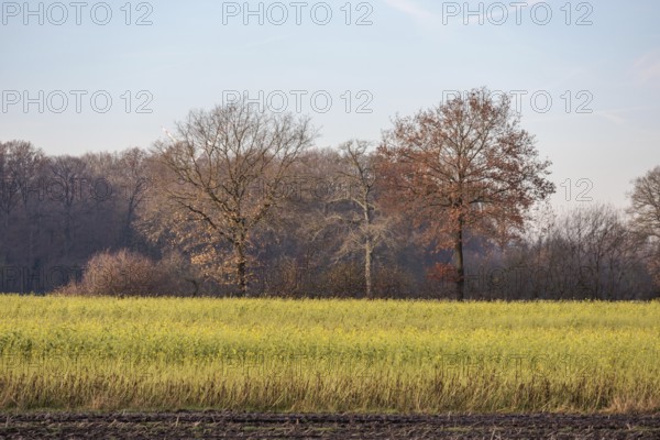 Open field with trees in autumn and bright sky, Borken, münsterland, North Rhine-Westphalia, Germany, Europe
