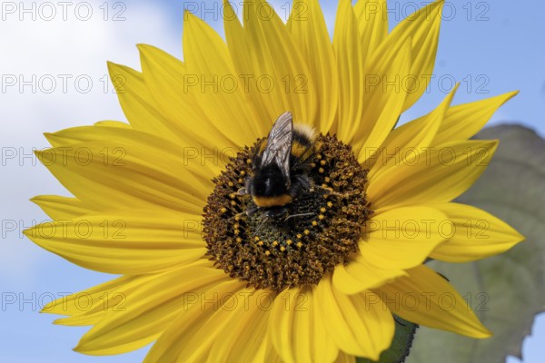 Close-up of a beautiful flowering plant in the sun