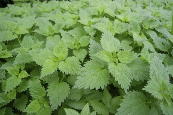 Nettle carpet (Urtica), stinging nettles, medicinal plant, Pfaffenhofen an der Ilm, Ilmtal, Hallertau, hop country, Bavaria, Free State, Germany, Europe