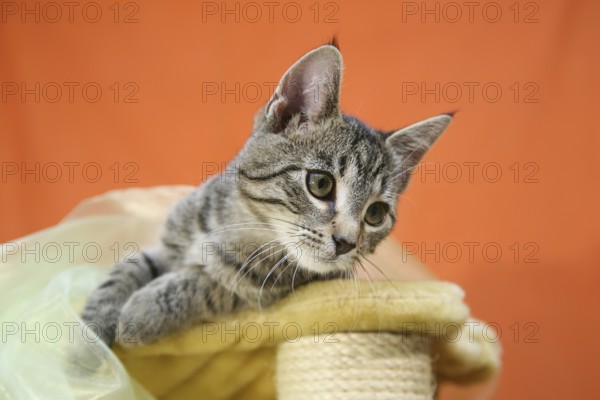 Cat child