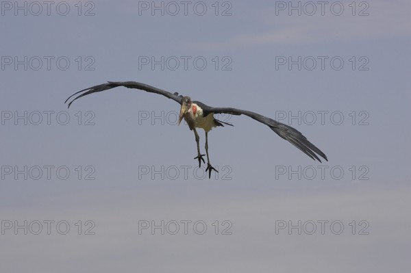 Marabou Stork (leptoptilos crumeniferus), Adult in Flight, Masai Mara Park in Kenya