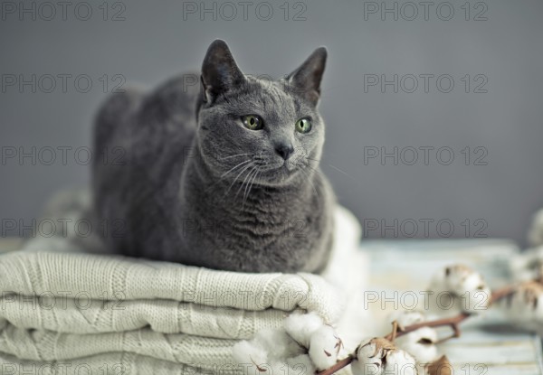 Russian Blue Cat Lying on Wool Sweater