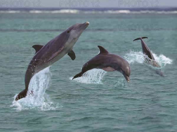 BOTTLENOSE DOLPHIN (tursiops truncatus), GROUP LEAPING OUT OF THE WATER, HONDURAS