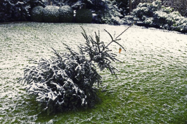 Decorated Christmas tree lying on the lawn