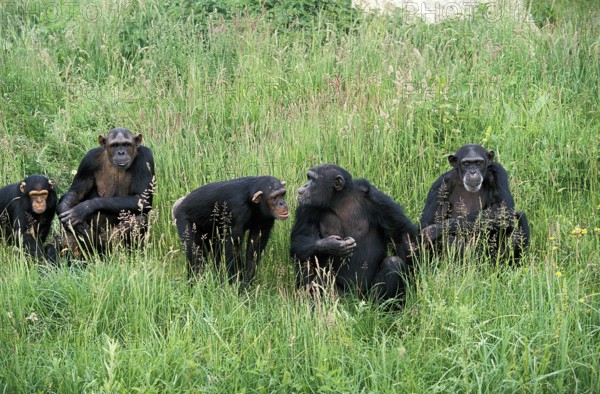 CHIMPANZEE (pan troglodytes), GROUP STANDING IN LONG GRASS