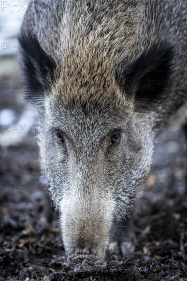 Wild boar (Sus scrofa), Daun Wildlife Park, Vulkaneifel, Rhineland-Palatinate, Germany, Europe