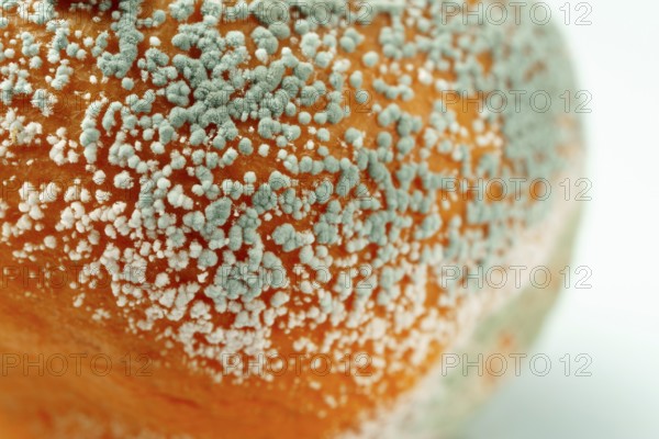 Macro photograph detail of a rotten orange with mold isolated on white background and copy space