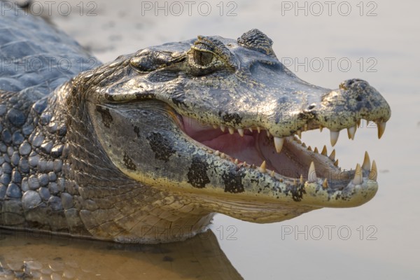 Caiman (Caimaninae), Crocodile (Alligatoridae), crocodile (Crocodylia), animal portrait, mouth open, Pantanal, inland, wetland, UNESCO Biosphere Reserve, World Heritage Site, wetland biotope, Mato Grosso, Brazil, South America