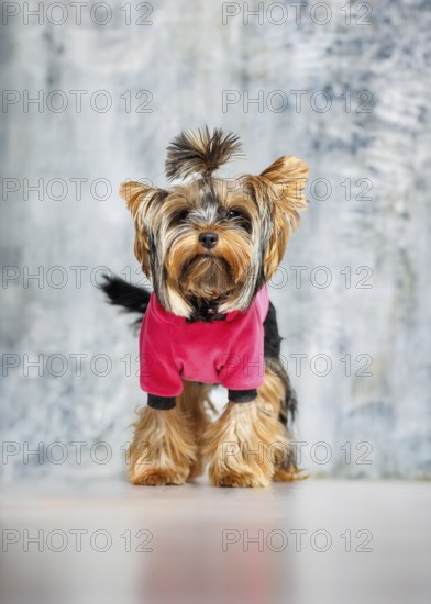 A Yorkshire Terrier standing on his hind legs, wearing a stylish pink outfit. Captured indoors against a soft grey backdrop, the small dog s expressive posture showcases both its playful nature and its adorable charm. The scene features the Yorkie in a studio setting, highlighting its well-groomed coat and detailed outfit