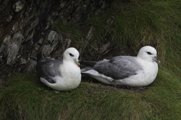 Fulmars, fulmars, Fulmarus glacialis