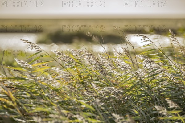 Cattail grass by the wayside