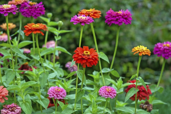 Zinnias of all colors blooming in summer garden