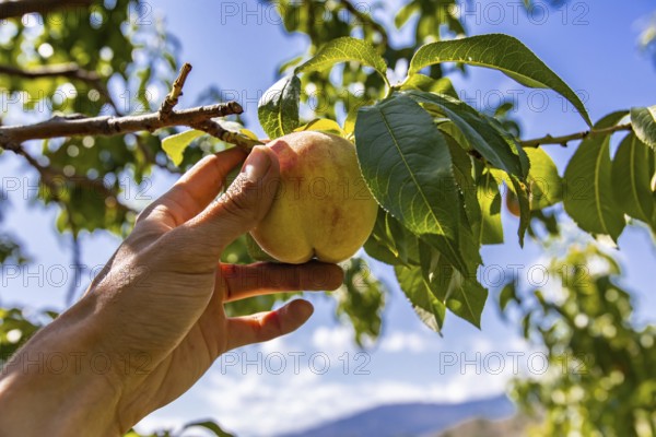Low angle, selective focus and close up view of hand holding unripe yellow peach fruit on the tree branch, with sunlight on the green leaves