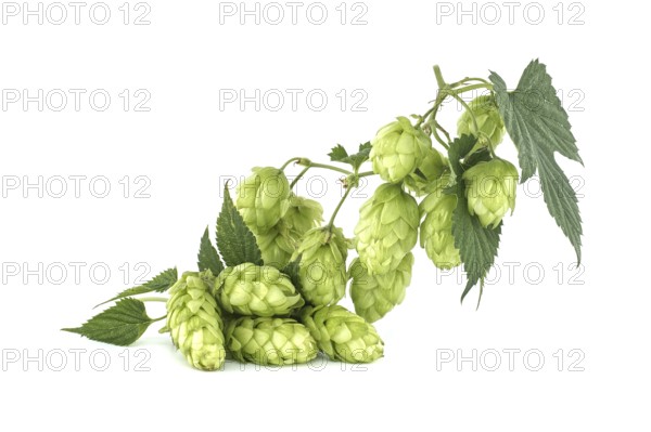 Branch of fresh green hops cones and leaves in close up isolated on white background. Humulus lupulus seed cones, beer ingredients, herbal natural medicine