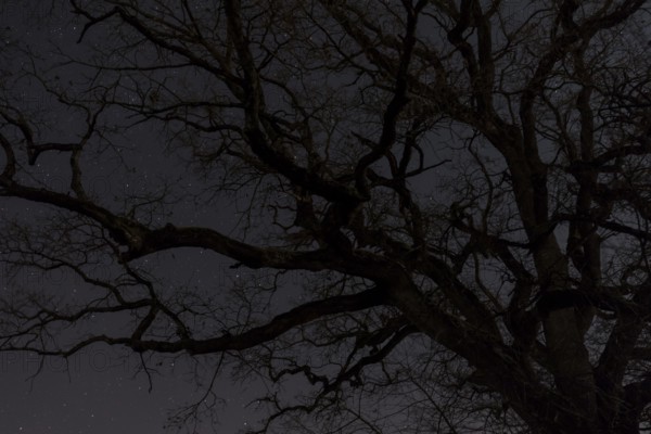 Old oak by night, Old oak at night
