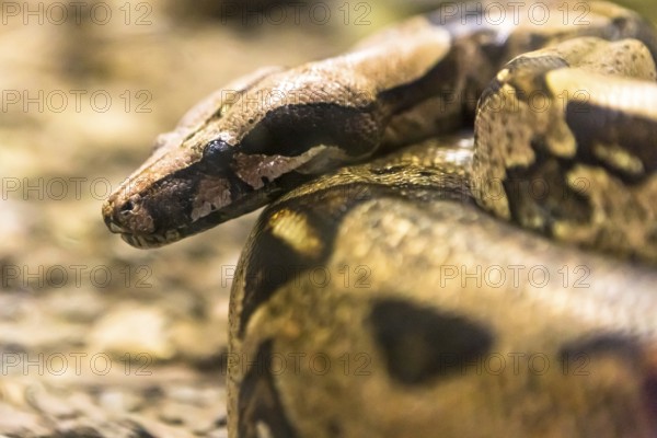 Boa constrictor, a species of large, heavy bodied snake