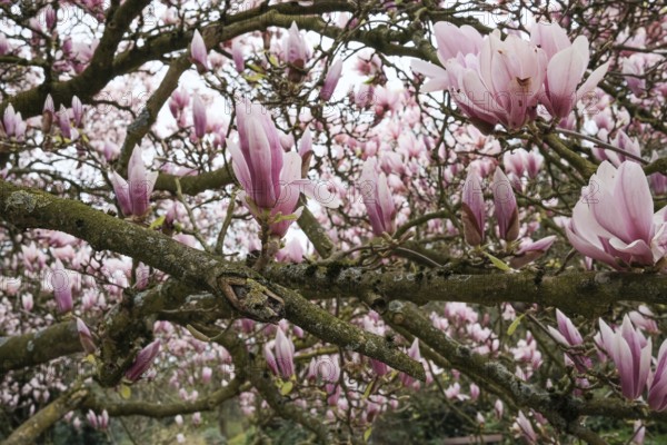 A lushly flowering magnolia tree with numerous pink blossoms