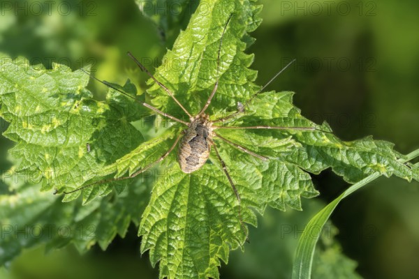 Close-up of a weaver Phalangium opilio sitting on a stinging nettle