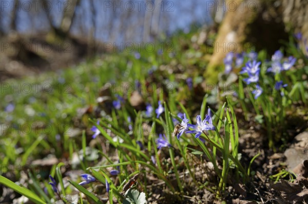 Honeybee on blue star (Scilla), ravine forest, spring, bee pasture, insect pasture, spring, early spring, Schwäbisch Hall, Germany, Europe