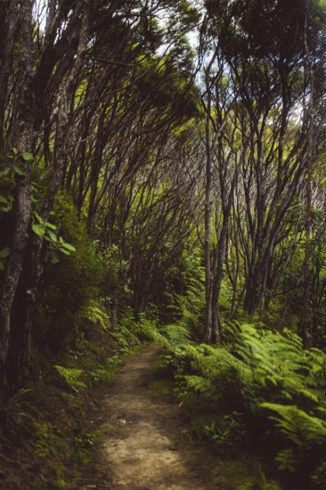 A narrow path leads through a dense forest with tall, thin trees, Coromandel, New Zealand, Oceania