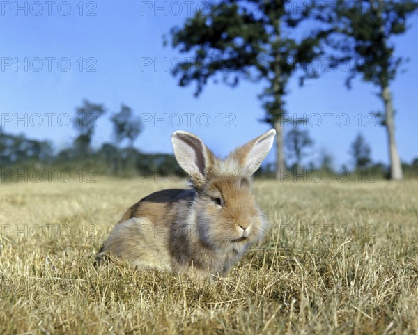 Angora Domestic Rabbit