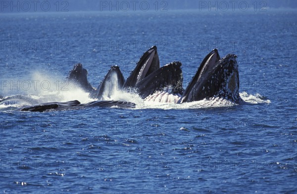 Humpack Whale (megaptera novaeangliae), Group Bubble Net Feeding, Open Mouth to Catch Krill, Alaska