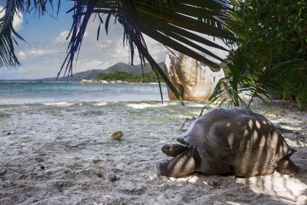 Aldabra giant tortoise (Aldabrachelys gigantea) on the beach on Curieuse, Seychelles, Africa