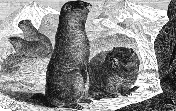 Alpine Marmot on engraving from 1890. Engraved by unknown artist and published in Meyers Konversations-Lexikon, Germany, 1890, Europe