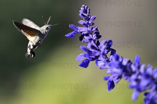Pigeon tail (Macroglossum stellatarum)